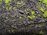 Collema furfuraceum image