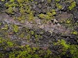 Collema furfuraceum image