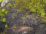 Collema furfuraceum image
