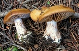 Cortinarius napus image