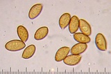 Cortinarius napus image