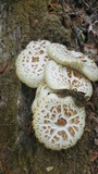 Neolentinus lepideus image