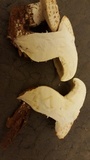 Neolentinus lepideus image