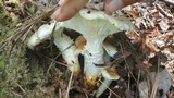 Neolentinus lepideus image