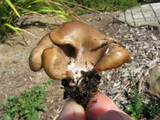 Hohenbuehelia petaloides image