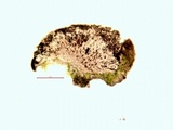 Amandinea punctata image