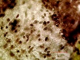 Amandinea punctata image