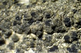 Amandinea punctata image