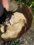 Hohenbuehelia petaloides image