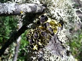 Vulpicida canadensis image
