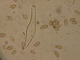 Inocybe pusio image