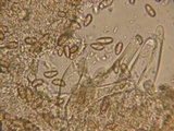 Inocybe pusio image