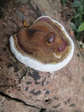 Ganoderma boninense image