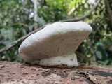 Ganoderma boninense image