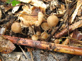 Gymnopus subpruinosus image