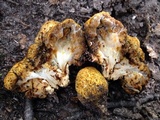 Gastroboletus valdivianus image