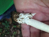Amanita sect. Vaginatae image