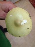 Amanita sect. Vaginatae image