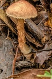 Austroboletus lacunosus image