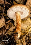 Austroboletus lacunosus image