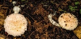 Austroboletus roseialbus image