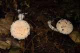 Austroboletus roseialbus image