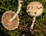 Austroboletus roseialbus image
