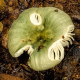 Russula viridis image