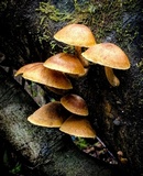 Gymnopilus ferruginosus image