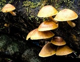 Gymnopilus ferruginosus image