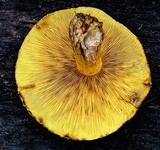 Gymnopilus ferruginosus image