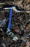 Entoloma panniculus image