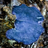 Entoloma panniculus image
