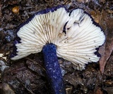 Entoloma panniculus image