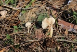 Clitocybe pruinosa image