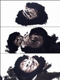 Hysterographium fraxini image