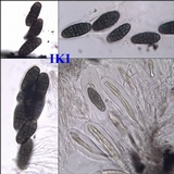 Hysterographium fraxini image