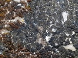 Placynthium nigrum image