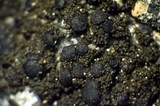 Placynthium nigrum image