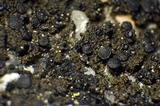 Placynthium nigrum image