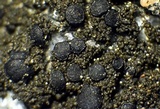 Placynthium nigrum image