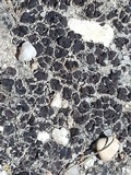 Catapyrenium squamulosum image