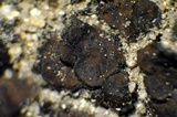 Catapyrenium squamulosum image