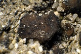 Catapyrenium squamulosum image