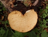 Polyporus tuberaster image