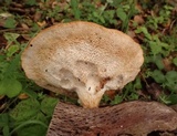 Polyporus tuberaster image