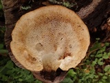 Polyporus tuberaster image