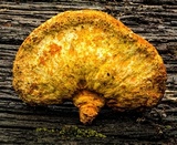 Piptoporus australiensis image