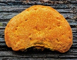 Piptoporus australiensis image
