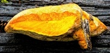 Piptoporus australiensis image